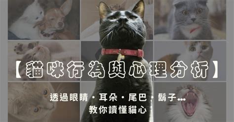 貓代表|附圖【貓咪行為與心理分析】透過眼睛、耳朵、尾巴、。